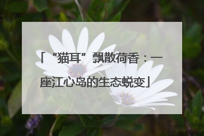 “猫耳”飘散荷香：一座江心岛的生态蜕变