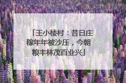 王小楼村：昔日庄稼年年被沙压，今朝粮丰林茂百业兴
