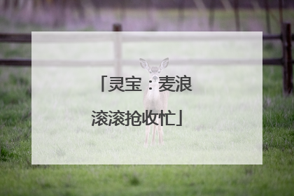 灵宝：麦浪滚滚抢收忙