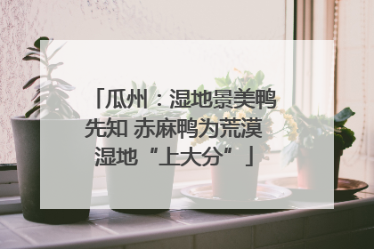 瓜州：湿地景美鸭先知 赤麻鸭为荒漠湿地“上大分”