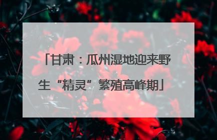 甘肃：瓜州湿地迎来野生“精灵”繁殖高峰期