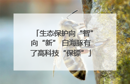 生态保护向“智”向“新” 白海豚有了高科技“保镖”