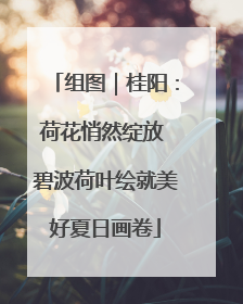 组图｜桂阳：荷花悄然绽放 碧波荷叶绘就美好夏日画卷