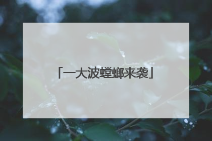 一大波螳螂来袭