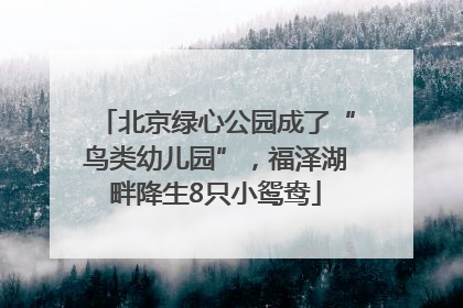 北京绿心公园成了“鸟类幼儿园”，福泽湖畔降生8只小鸳鸯