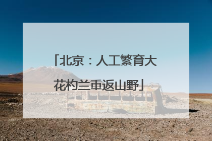 北京：人工繁育大花杓兰重返山野