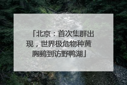 北京：首次集群出现，世界极危物种黄胸鹀到访野鸭湖