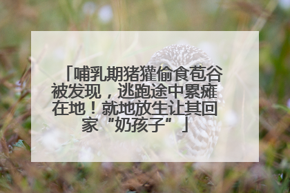 哺乳期猪獾偷食苞谷被发现，逃跑途中累瘫在地！就地放生让其回家“奶孩子”