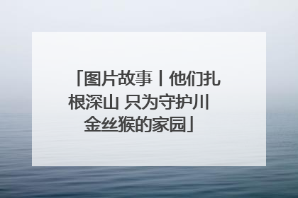 图片故事丨他们扎根深山 只为守护川金丝猴的家园