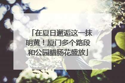 在夏日邂逅这一抹明黄！厦门多个路段和公园腊肠花盛放