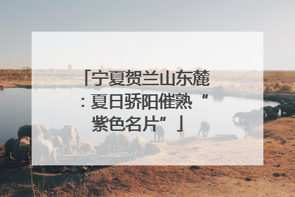 宁夏贺兰山东麓：夏日骄阳催熟“紫色名片”