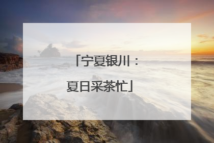宁夏银川：夏日采茶忙