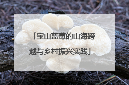 宝山蓝莓的山海跨越与乡村振兴实践