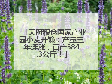 天府粮仓国家产业园小麦开镰：产量三年连涨，亩产584.3公斤！