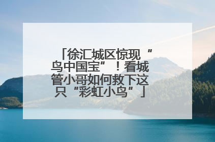 徐汇城区惊现“鸟中国宝”！看城管小哥如何救下这只“彩虹小鸟”