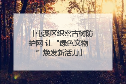 屯溪区织密古树防护网 让“绿色文物”焕发新活力