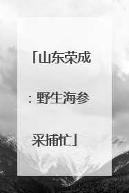山东荣成：野生海参采捕忙