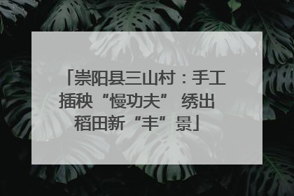 崇阳县三山村：手工插秧“慢功夫” 绣出稻田新“丰”景