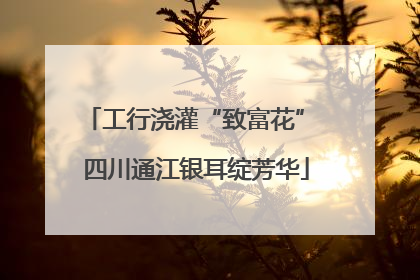 工行浇灌“致富花” 四川通江银耳绽芳华