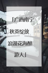 广西南宁秋英绽放 浪漫花海醉游人