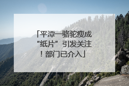 平潭一骆驼瘦成“纸片”引发关注！部门已介入