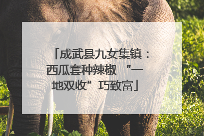 成武县九女集镇：西瓜套种辣椒 “一地双收”巧致富