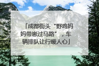 成都街头“野鸡妈妈带崽过马路”，车辆排队让行暖人心