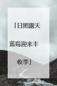 日照露天蓝莓迎来丰收季