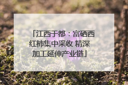 江西于都：富硒西红柿集中采收 精深加工延伸产业链