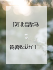 河北昌黎马铃薯收获忙