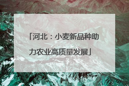 河北：小麦新品种助力农业高质量发展