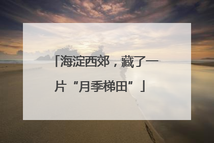 海淀西郊，藏了一片“月季梯田”