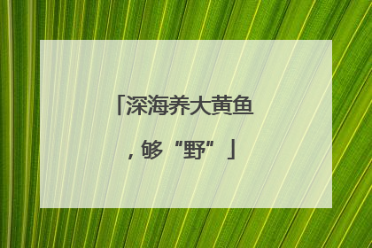 深海养大黄鱼，够“野”