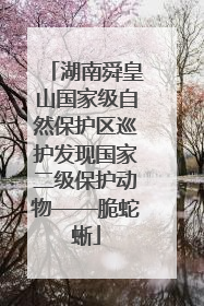 湖南舜皇山国家级自然保护区巡护发现国家二级保护动物——脆蛇蜥