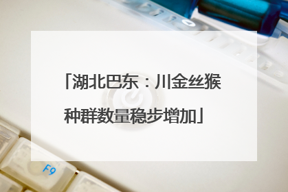 湖北巴东：川金丝猴种群数量稳步增加