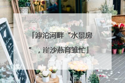 滹沱河畔“水景房”，崖沙燕育雏忙