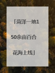 菏泽一地150余亩百合花海上线