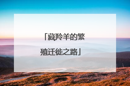 藏羚羊的繁殖迁徙之路