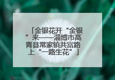 金银花开“金银”来——淄博市高青县常家镇共富路上“一路生花”