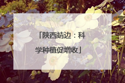 陕西靖边：科学种植促增收