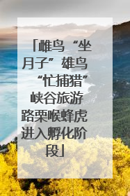 雌鸟“坐月子”雄鸟“忙捕猎” 峡谷旅游路栗喉蜂虎进入孵化阶段