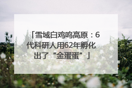 雪域白鸡鸣高原：6代科研人用62年孵化出了“金蛋蛋”