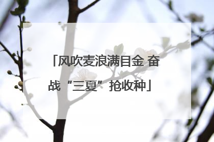 风吹麦浪满目金 奋战“三夏”抢收种