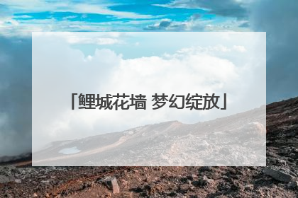 鲤城花墙 梦幻绽放
