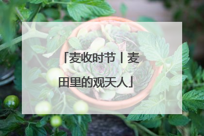 麦收时节丨麦田里的观天人