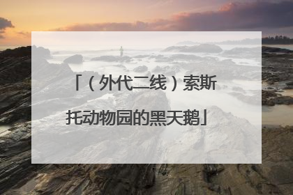 （外代二线）索斯托动物园的黑天鹅