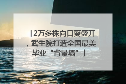 2万多株向日葵盛开，武生院打造全国最美毕业“背景墙”